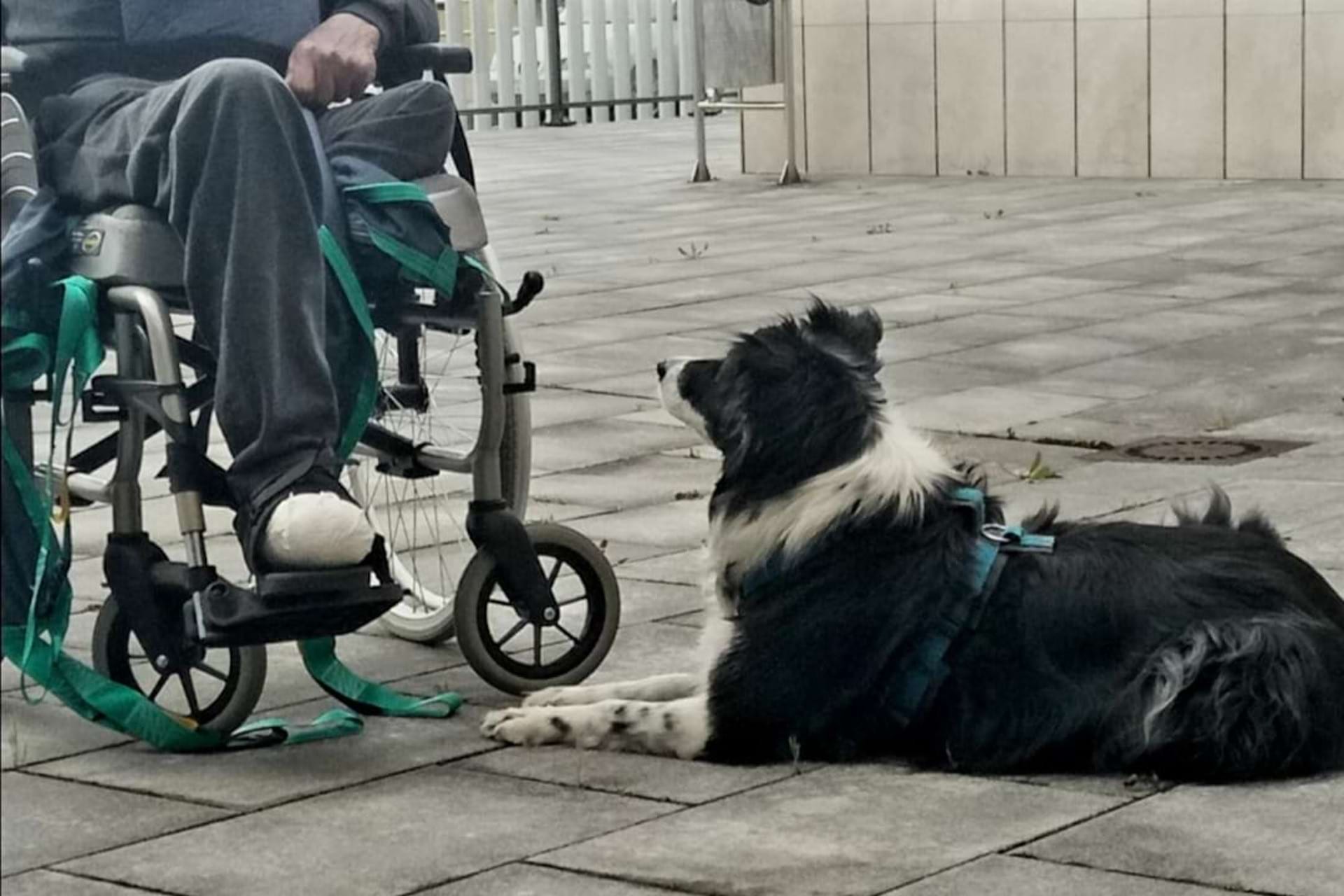 Un perro de cine