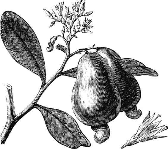 Dibujo de la fruta del anacardo