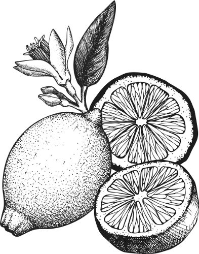 Dibujo de dos limones